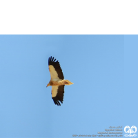 گونه کرکس مصری Egyptian Vulture